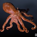 3D modeling:" octopus"