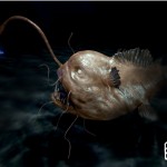 3D modeling:"monkfish"