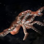 3D modeling:" octopus"