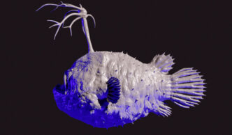3D interpretation and modelisation: anglerfish himantolophus groenlandicus