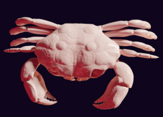 Interprétation scientifique et modélisation 3D: crabe xanthias claudiae